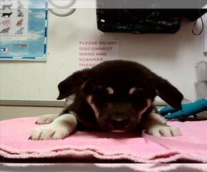 German Shepherd Dog-Unknown Mix Dogs for adoption in Martinez, CA, USA