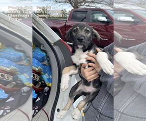 German Shepherd Dog-Unknown Mix Dogs for adoption in pomfret, CT, USA