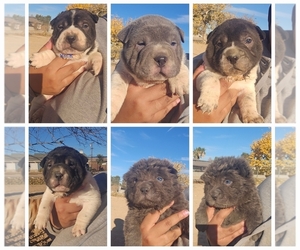 Chinese Shar-Pei Litter for sale in APPLE VALLEY, CA, USA