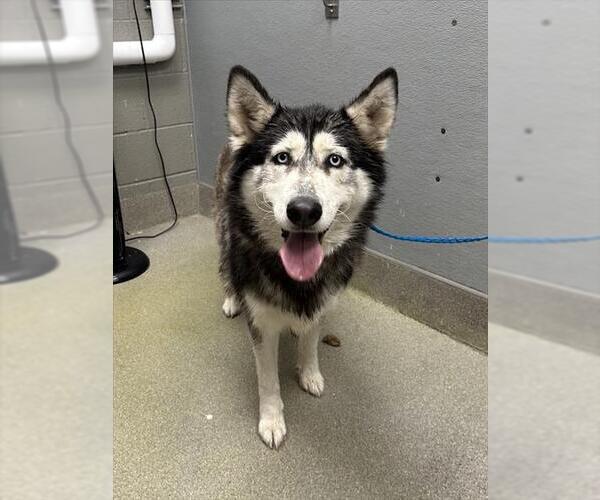 Medium Photo #1 Gerberian Shepsky Puppy For Sale in Las Vegas, NV, USA