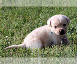 Small Photo #6 Labrador Retriever Puppy For Sale in ALL HEALING SPRINGS, NC, USA