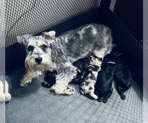Mother of the Schnauzer (Miniature) puppies born on 11/01/2024