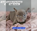 Puppy Little Girl French Bulldog