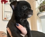 Puppy Puppy 2 Mini Chihuahua
