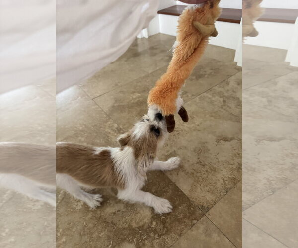 Medium Photo #3 Mutt Puppy For Sale in Valrico, FL, USA