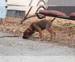 Small #5 Boxer