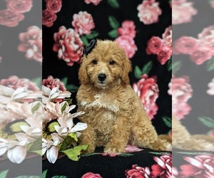 Goldendoodle (Miniature) Puppy for sale in QUARRYVILLE, PA, USA