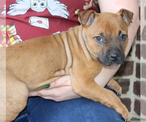 Medium Photo #2 Boxer-Unknown Mix Puppy For Sale in Prattville, AL, USA