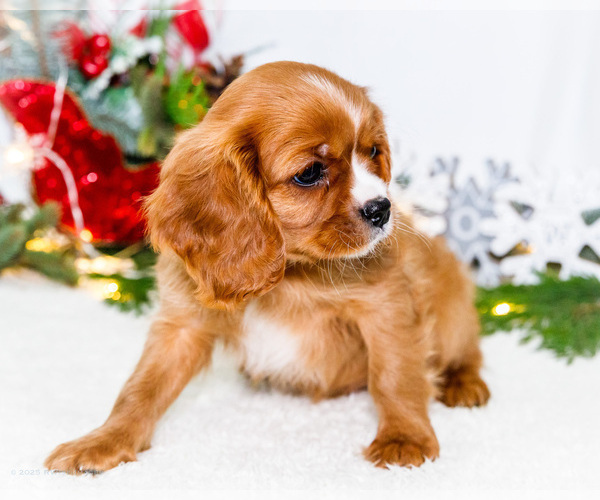 Medium Photo #48 Cavalier King Charles Spaniel Puppy For Sale in WAKARUSA, IN, USA