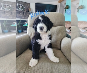 Sheepadoodle Puppy for sale in ANTHONY, NM, USA