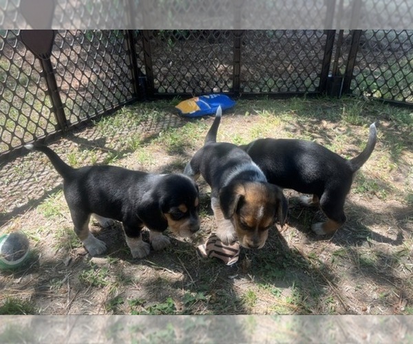 Medium Photo #13 Bluetick Beagle Puppy For Sale in TARBORO, NC, USA