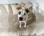 Small #2 Mutt