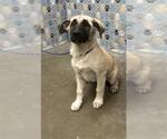 Small Black Mouth Cur Mix