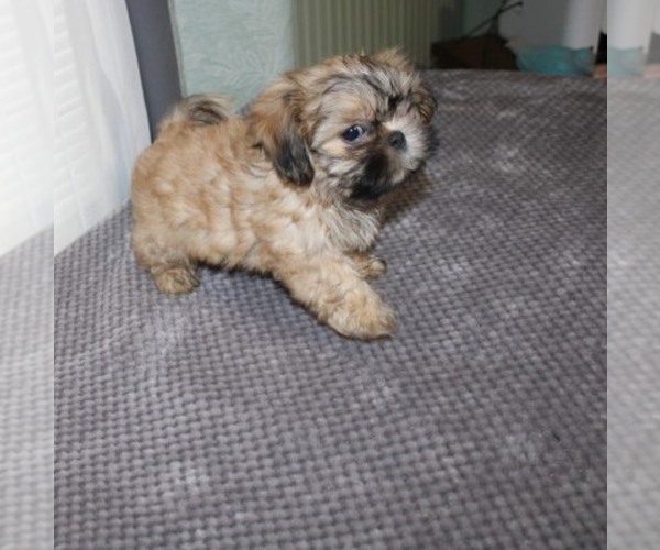 Medium Photo #1 Shih Tzu Puppy For Sale in THAYER, KS, USA