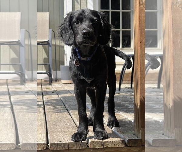 Medium Photo #2 Spanador Puppy For Sale in Fort Worth, TX, USA