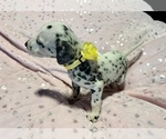 Small Photo #15 Dalmatian Puppy For Sale in TEMPLE, TX, USA