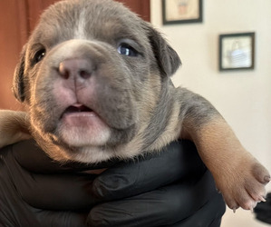 American Bully Puppy for sale in MANHATTAN, IL, USA