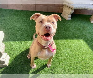 American Pit Bull Terrier-Unknown Mix Dogs for adoption in Moreno Valley, CA, USA