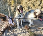 Small Photo #45 Anatolian Shepherd-Great Pyrenees Mix Puppy For Sale in AGOURA HILLS, CA, USA