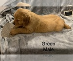Small Photo #12 Golden Retriever Puppy For Sale in MOLINE, IL, USA