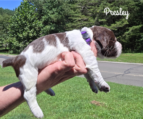 Medium Photo #2 English Springer Spaniel Puppy For Sale in OCOEE, TN, USA