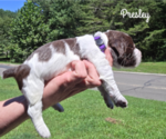 Small Photo #17 English Springer Spaniel Puppy For Sale in OCOEE, TN, USA