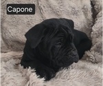 Small #1 Cane Corso