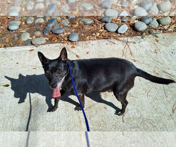 Medium Photo #2 Chihuahua-Unknown Mix Puppy For Sale in Missouri City, TX, USA