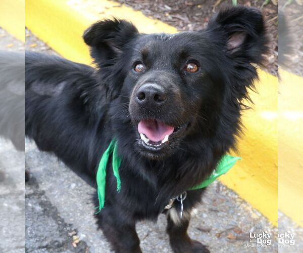 Medium Photo #5 Chow Chow-Schipperke Mix Puppy For Sale in Washington, DC, USA