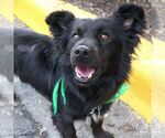 Small #4 Chow Chow-Schipperke Mix