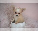 Small #9 Chihuahua