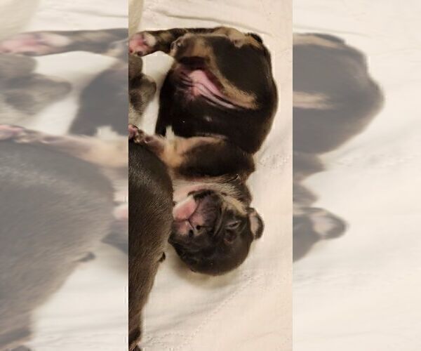 Medium Photo #9 French Bulldog Puppy For Sale in CAPE CORAL, FL, USA