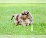 Small Photo #12 Australian Shepherd Puppy For Sale in NEWTON FALLS, OH, USA