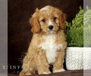 Cavapoo Puppy for sale in BIRD IN HAND, PA, USA