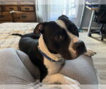 Small #5 American Pit Bull Terrier