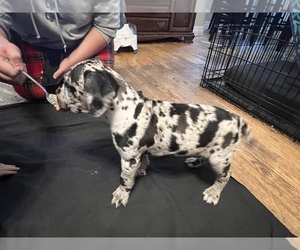 Daniff Puppy for sale in HUBBARD, OR, USA