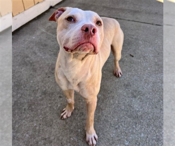 Medium Photo #1 American Pit Bull Terrier Puppy For Sale in Aurora, IL, USA