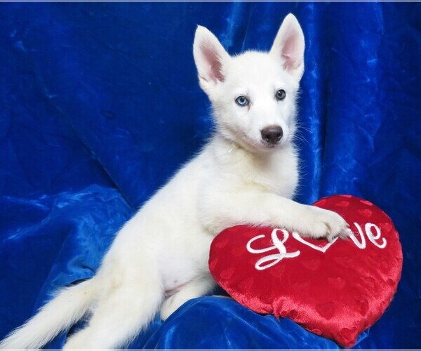Medium Photo #3 Siberian Husky Puppy For Sale in GROVESPRING, MO, USA