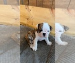 Small Photo #4 English Bulldog Puppy For Sale in Shelbyville, IL, USA