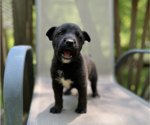 American Bulldog-German Shepherd Dog Mix Puppy for Sale in BRANDYWINE, Maryland USA