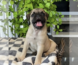 Pug Puppy for sale in FRANKLIN, IN, USA