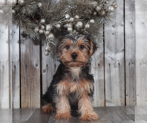 Yorkshire Terrier Puppy for Sale in MOUNT VERNON, Ohio USA