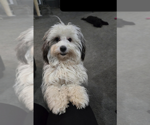 Mother of the Maltipoo (Miniature) puppies born on 05/12/2026