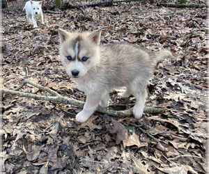 Wolf Hybrid Puppy for sale in CLARKSVILLE, TN, USA