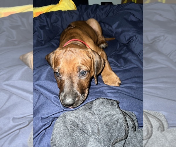 Medium Photo #7 Rhodesian Ridgeback Puppy For Sale in MURFREESBORO, TN, USA