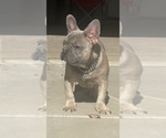 Small Photo #9 French Bulldog Puppy For Sale in SAN TAN VALLEY, AZ, USA