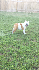 English Bulldog Puppy for sale in CIBOLO, TX, USA