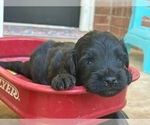 Small Photo #11 Aussiedoodle Miniature  Puppy For Sale in OKLAHOMA CITY, OK, USA