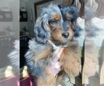Small #6 Aussiedoodle Miniature 