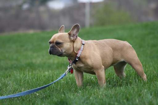 Medium Photo #1 French Bulldog Puppy For Sale in CADOTT, WI, USA